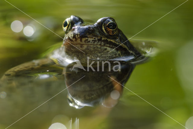 Bruine kikker (Rana temporaria)