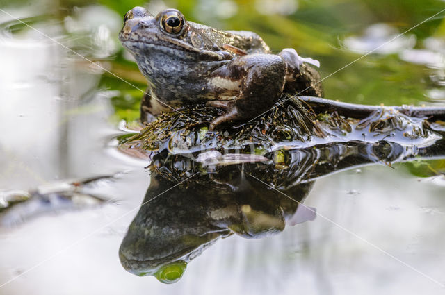 Common Frog (Rana temporaria)