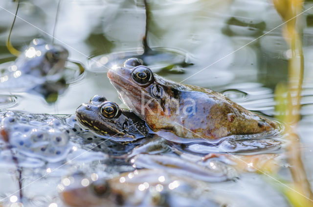 Common Frog (Rana temporaria)