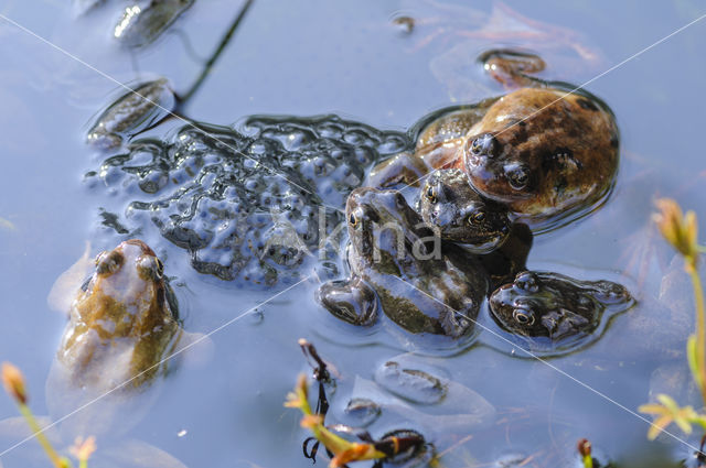 Common Frog (Rana temporaria)