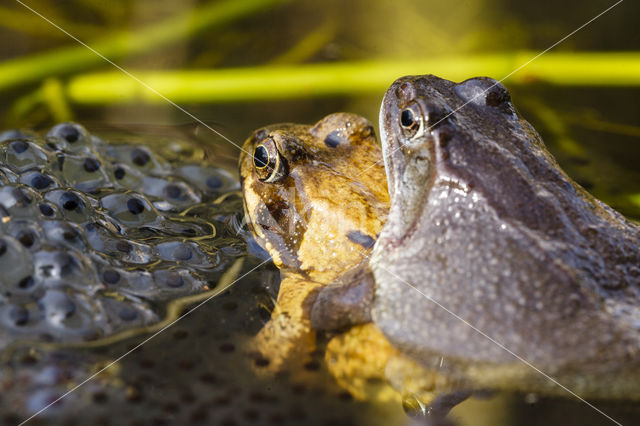 Common Frog (Rana temporaria)