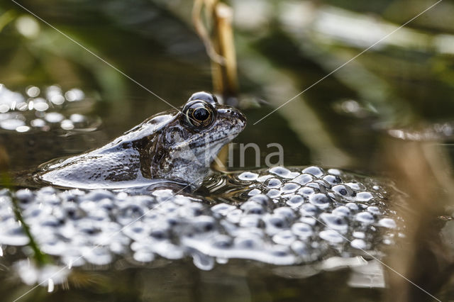 Common Frog (Rana temporaria)