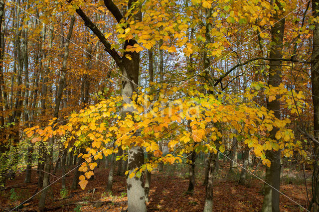 Beech (Fagus sylvatica)