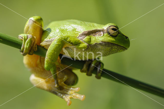 European Tree Frog (Hyla arborea)