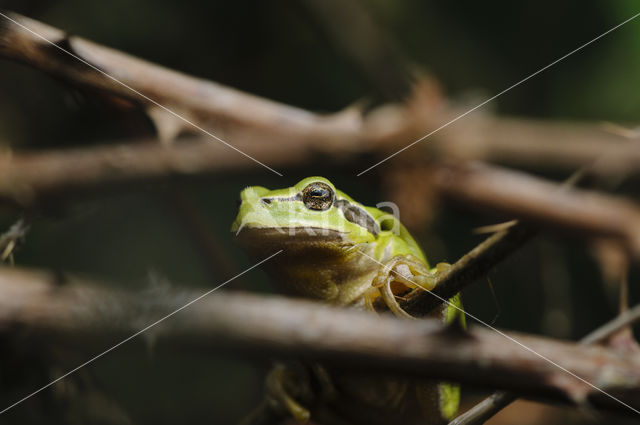 Europese boomkikker (Hyla arborea)