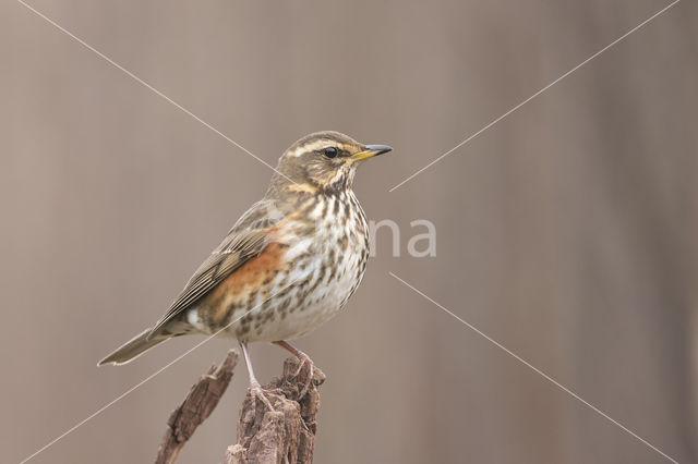 Redwing (Turdus iliacus)