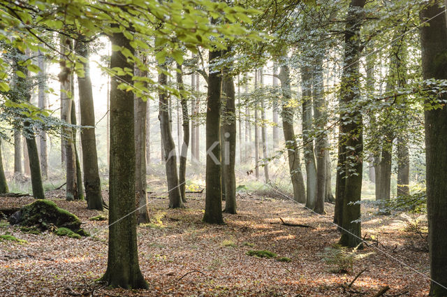 Beech (Fagus sylvatica)