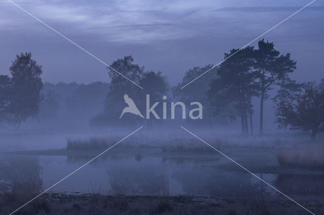 Scots Pine (Pinus sylvestris)