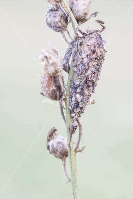 Vlasbekuiltje (Calophasia lunula)