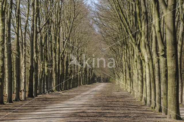 Beech (Fagus sylvatica)