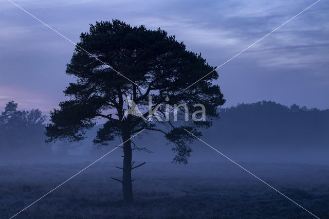 Grove den (Pinus sylvestris)