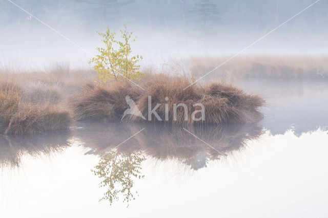 Ruwe berk (Betula pendula)