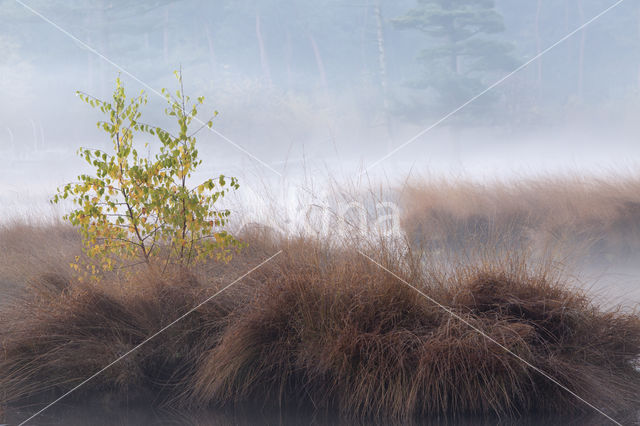 Ruwe berk (Betula pendula)