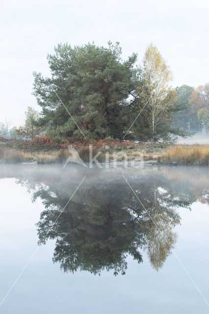 Grove den (Pinus sylvestris)