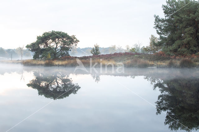 Grove den (Pinus sylvestris)