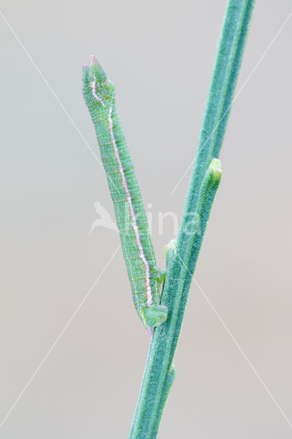 Grijsgroene zomervlinder (Pseudoterpna pruinata)