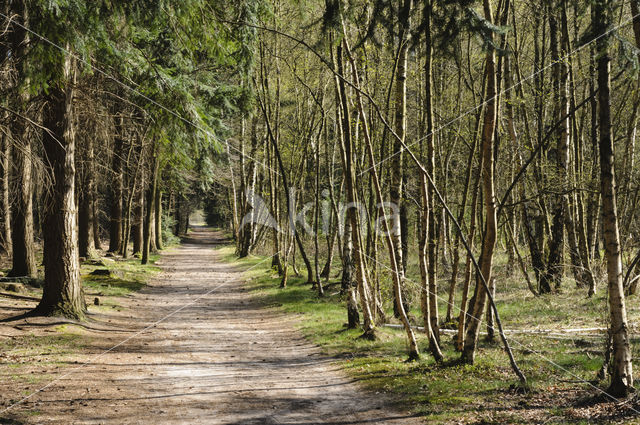 Birch (Betula)