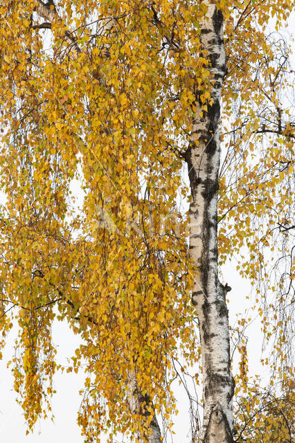 Ruwe berk (Betula pendula)