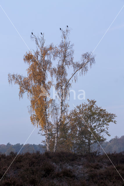 Ruwe berk (Betula pendula)