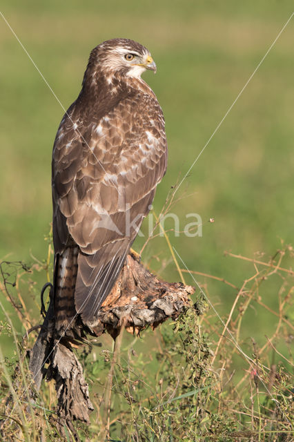 Common Buzzard (Buteo buteo)