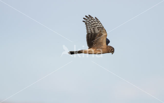 Northern Harrier