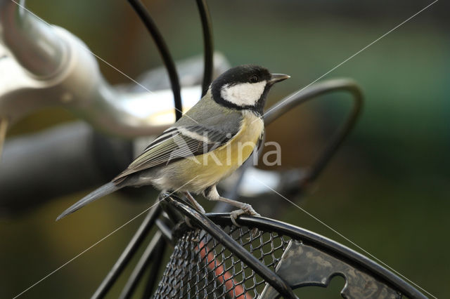 Great Tit (Parus major)