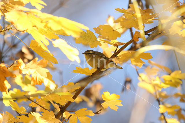 Hume's Warbler (Phylloscopus humei)