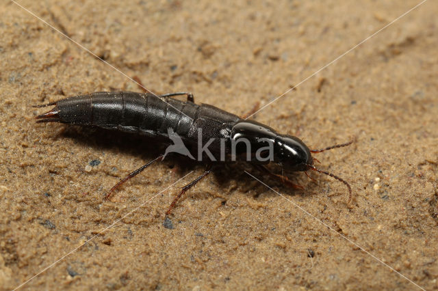 rove beetle (Quedius molochinus)