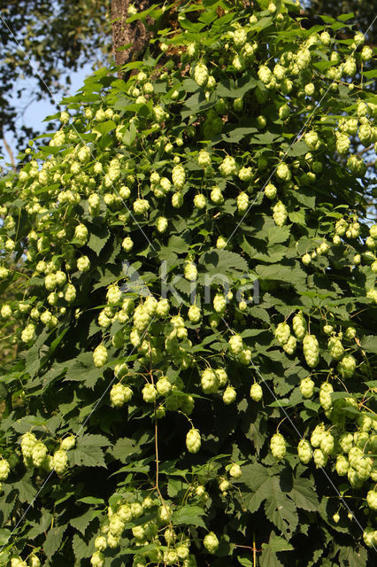 Gewone hop (Humulus lupulus)