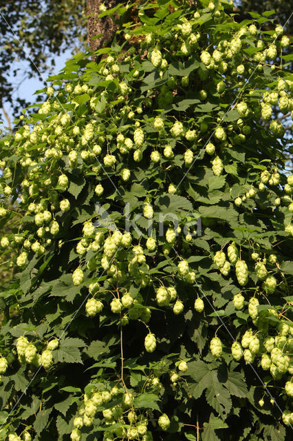 Common Hop (Humulus lupulus)