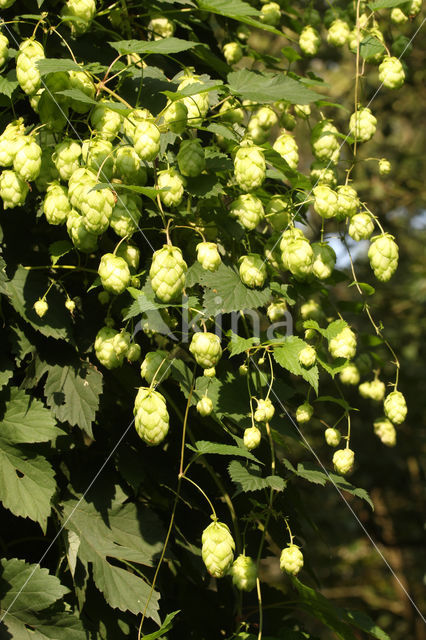 Gewone hop (Humulus lupulus)