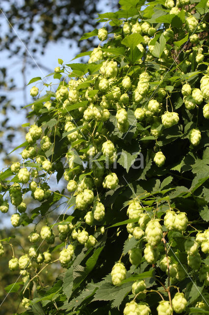 Common Hop (Humulus lupulus)