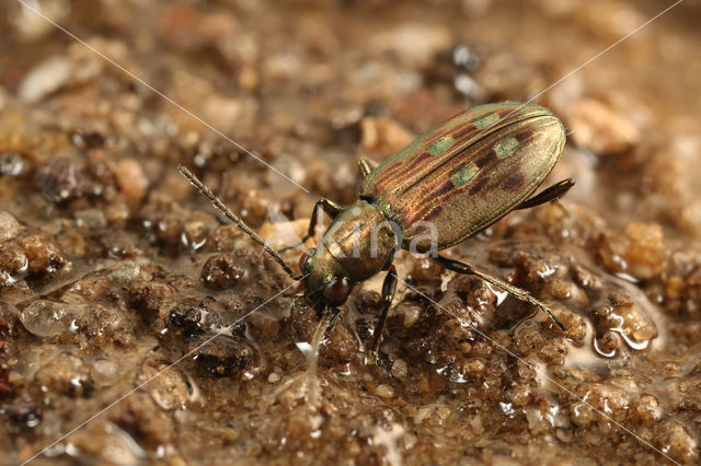 Oeverpriempje (Bembidion litorale)