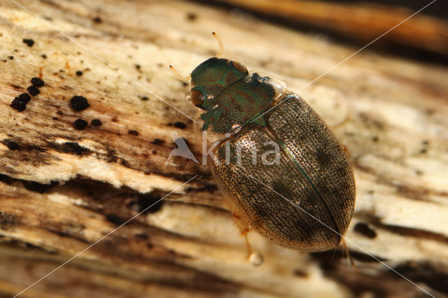 Laccobius striatulus