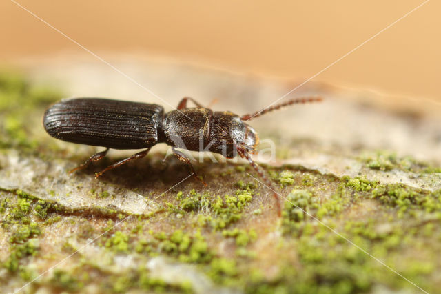 Cryptolestes spartii