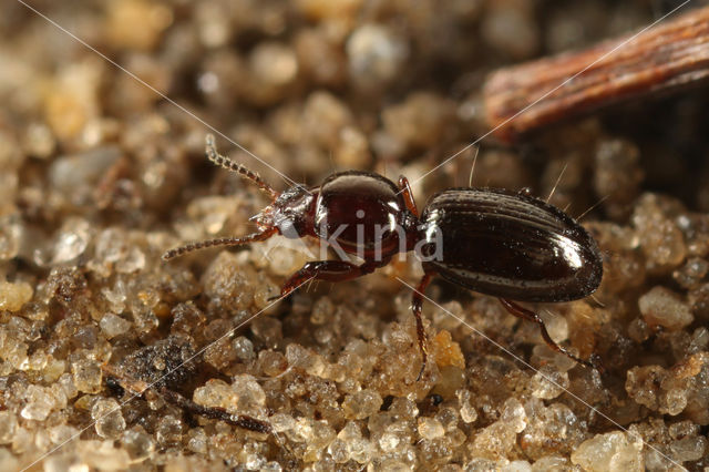 Dyschirius globosus
