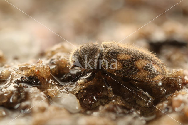 Heterocerus hispidulus