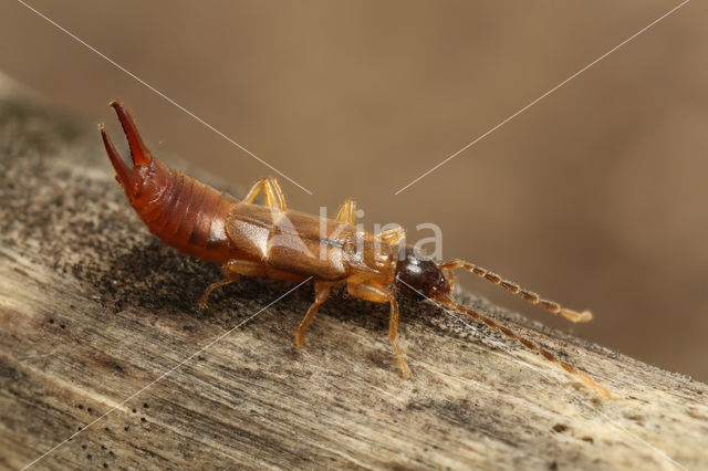 Lesser Earwig (Labia minor)
