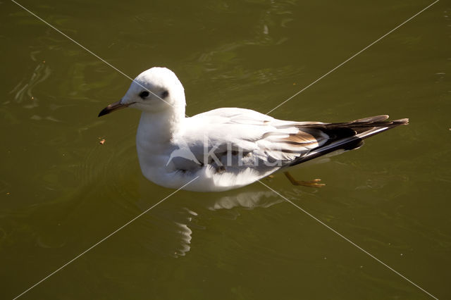 Black-headed Gull (Larus ridibundus)