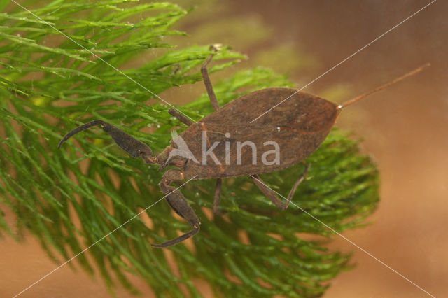 Waterschorpioen (Nepa cinerea)