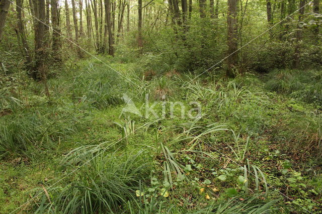 Bog Arum (Calla palustris)