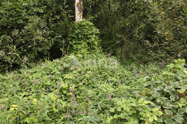 Moerasandoorn (Stachys palustris)