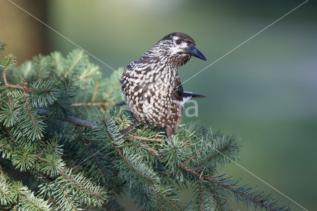 Eurasian Nutcracker (Nucifraga caryocatactes)