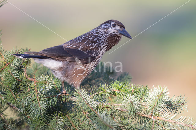 Eurasian Nutcracker (Nucifraga caryocatactes)