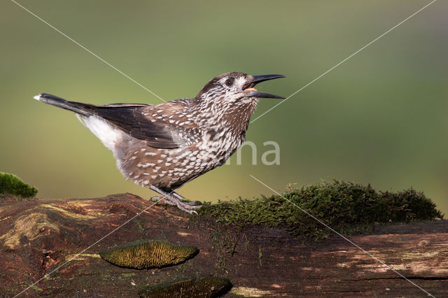 Eurasian Nutcracker (Nucifraga caryocatactes)