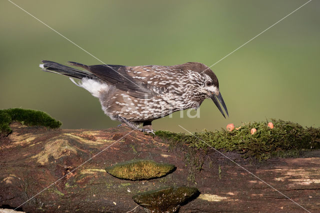 Eurasian Nutcracker (Nucifraga caryocatactes)