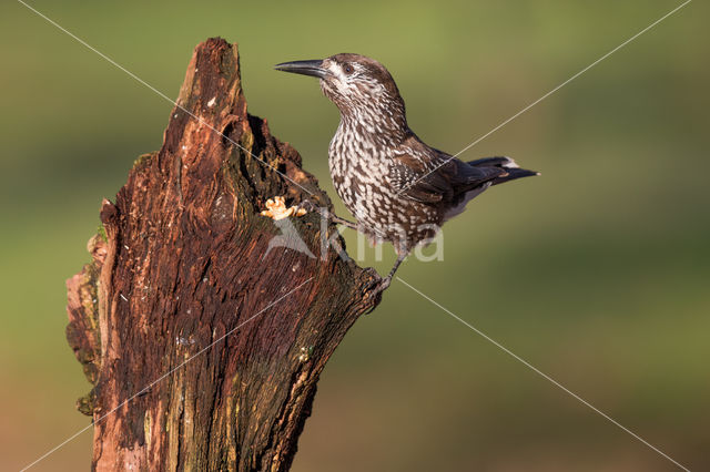 Eurasian Nutcracker (Nucifraga caryocatactes)