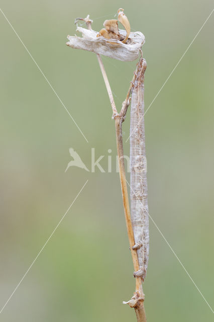 Yellow Belle (Semiaspilates ochrearia)