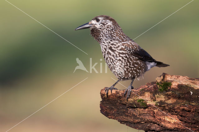 Eurasian Nutcracker (Nucifraga caryocatactes)