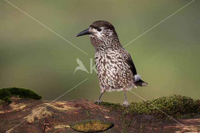 Eurasian Nutcracker (Nucifraga caryocatactes)